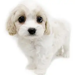 MIX（キャバリアキングチャールズスパニエル×ビションフリーゼ）