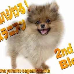 【 ポメラニアン 】スマイル全開のアイドル!表情が可愛すぎる姿を届ける2nd記事