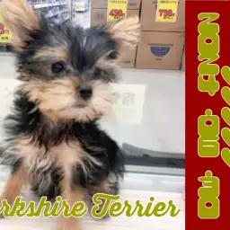 【 ヨークシャーテリア成長ログ 】シャンプー体験ますます美しく変身中!