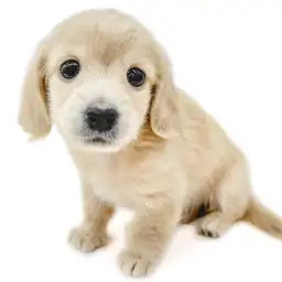 カニンヘン・ダックスフント