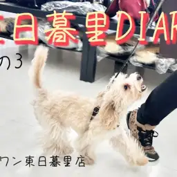 【 東日暮里DIARYその3 】マルプーのお散歩~店内パトロール~