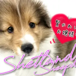 【 シェットランドシープドッグ 】シェルティの愛称で知られる賢可愛いお嬢様！