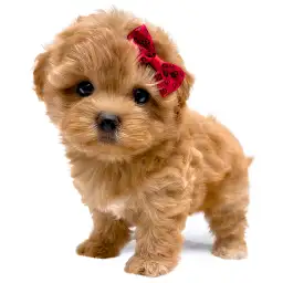 MIX（マルチーズ×トイプードル）