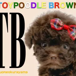 【ブラウントイプードル】抜群の毛量の激レアカラーのトイプードル!!