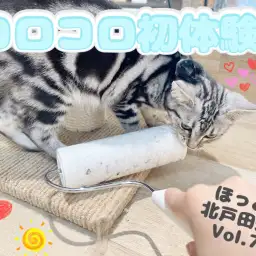 【 ほっこり北通Vol.73 】コロコロと戦うアメショちゃん