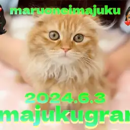 【 イマジュクグラム 】生後3ヶ月のスコティッシュちゃまのお手入れに密着!