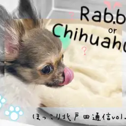 【 ほっこり北通Vol.75 】まるでうさぎ！？大きな耳をもったチワワちゃん