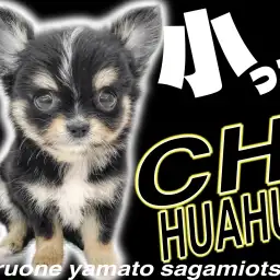 【 チワワ 】体重400g台!林檎頭の小さなプリンセスがあなたの夢を叶えます!