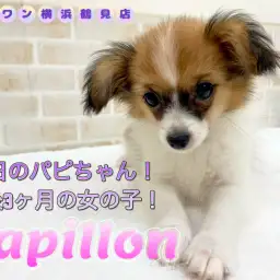 【 パピヨン 】本日のパピちゃん！生後3ヶ月の女の子！