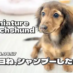 【 ダックスフント成長ログ 】美しさを保つための身だしなみはバッチリよ！