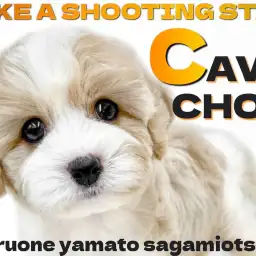 【 キャバション 】流れ星の様に現れた！見逃し厳禁の可愛すぎる超人気MIX！