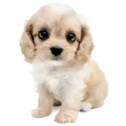 MIX（ビションフリーゼ×キャバリアキングチャールズスパニエル）