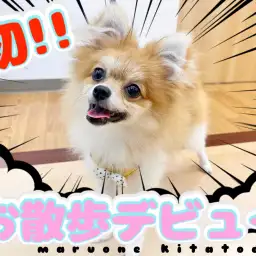 【 ポメラニアン 】2nd成長ブログ!最初の練習は初お散歩から!