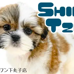 【 シーズー 】飼いやすい犬種ナンバーワン？！愛されルックスの癒し系わんこ！