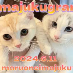 【 イマジュクグラム 】後輩マンチカンちゃまと初対面したラグドールちゃまに密着!