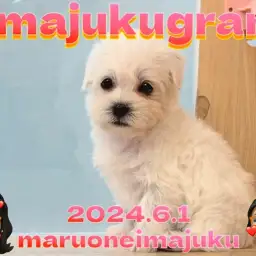 【 イマジュクグラム 】生後約80日で804gのマルシュナちゃま初シャンプー！