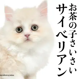 【 サイベリアン 】毛量たっぷりクリームコートの男の子！物怖じしない性格が最高！