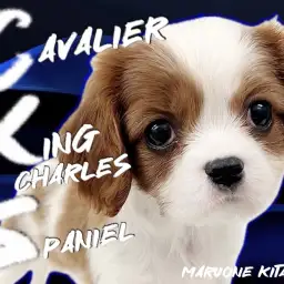 【 キャバリア 】ちょっぴりドジな天然ボーイ！誰もが羨むエレガントわんこ