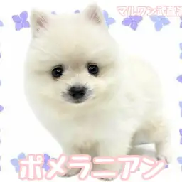 【 ポメラニアン 】愛らしいたぬき顔に胸キュン確定!円らな瞳の王子様が登場!