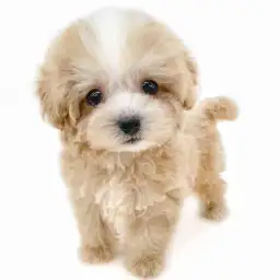 MIX（マルチーズ×トイプードル）