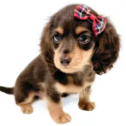 ミニチュア・ダックスフント