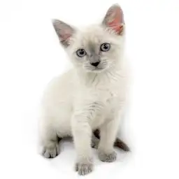 ロシアンブルー