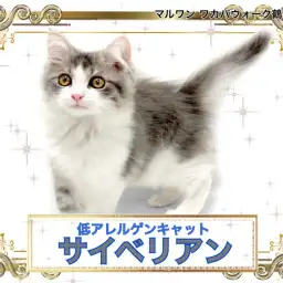 【 サイベリアン 】低アレルゲンだけじゃない！愛くるしい動く毛布のような子猫