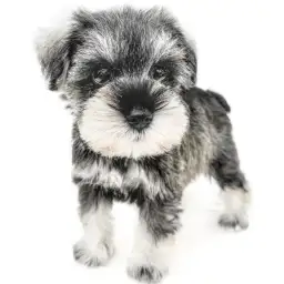 ミニチュア・シュナウザー