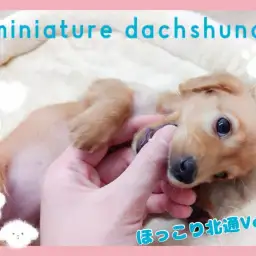 【 ほっこり北通Vol71 】ぽてぽての愛くるしいダックスちゃん！