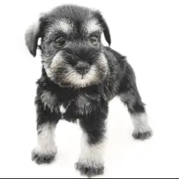 ミニチュア・シュナウザー