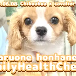 【 チワワ×キャバリアMIX 】天真爛漫なチワキャバちゃんのデイリーヘルスチェック！