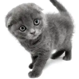 スコティッシュフォールド