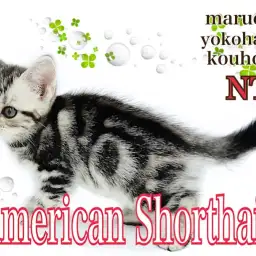 【 アメリカンショートヘア 】クールなルックスの甘々ガール、アメショの女の子