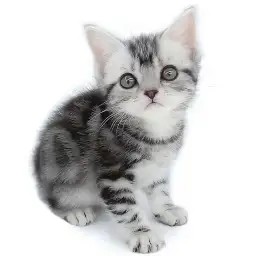 アメリカンショートヘア