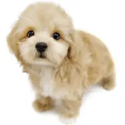 MIX（マルチーズ×トイプードル）