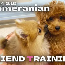 【 ポメラニアン成長記録 】お友達トレーニング開始!しっぽの動きに注目!