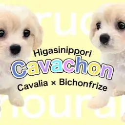 【 MIX キャバション 】ビションフリーゼ×キャバリアの希少ドワーフわんこ！