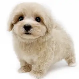 MIX（マルチーズ×トイプードル）