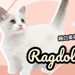 【 ラグドール 】超美猫！まるでぬいぐるみかのようなスペシャルな猫ちゃん