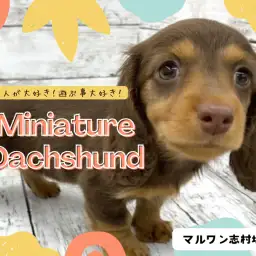 【 ミニチュアダックスフント 】おっとり癒し系!パーフェクトなダッちゃんが登場!