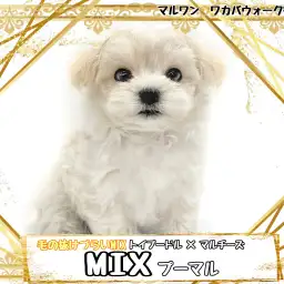 【 MIX 】みんな大好きもふもふ界の妖精！抜けにくい被毛のMIXプーマルちゃん