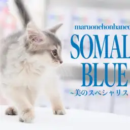 【 ソマリ 】この子を見ずして愛猫ちゃん探しはありえない!? 美のスペシャリスト! ティッキングブルーの女の子がやってきた!