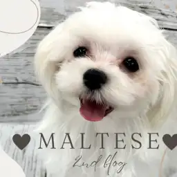 【 マルチーズ 】おしとやかなお姫様!おっとりマイペースに成長中の女の子