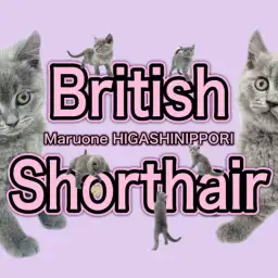 【 ブリティッシュショートヘア 】個性爆発ソフモヒ甘えん坊男子！