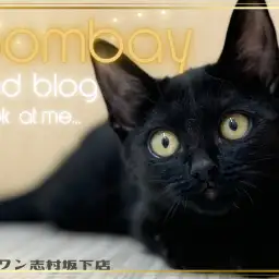 【 ボンベイ 】甘えん坊なアクティブガール、クールビューティに成長中!