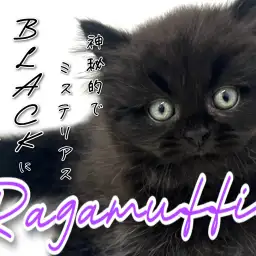 【 ラガマフィン 】黒に染まる!ミステリアスなブラックキャット!