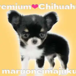 【 チワワ 】生後58日で471g!プレミアムなティーカップチワワ登場!