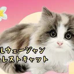 【 ノルウェージャンフォレストキャット 】美しい顔立ち、お手入れトレーニング完璧