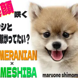 【 MIX 】両親はポメラニアンと豆柴!笑顔が咲き誇る可愛すぎるレア犬種ポメ豆!