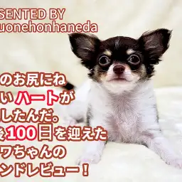 【 チワワ 】ハートマーク出現!生後100日を迎えた小柄なチワワちゃんに密着!